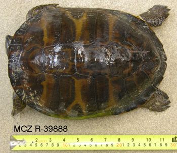 Media type: image; Herpetology R-39888